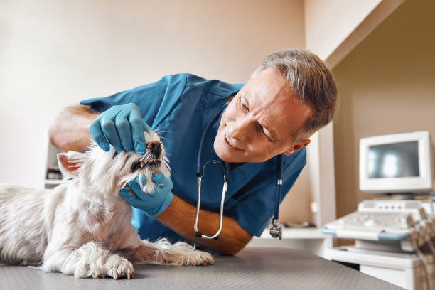 Best 24-Hour Emergency Dental Care in Brownsville, LA